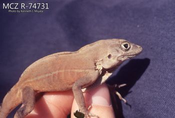 Media type: image;   Herpetology R-74731 Description: Photo of animal in life, taken in the field by Dr. Kenneth Ichiro Miyata. A slide of the photo was scanned in 2012 by Melissa Wooley.;  Aspect: lateral